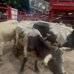 Davie Pro Rodeo
