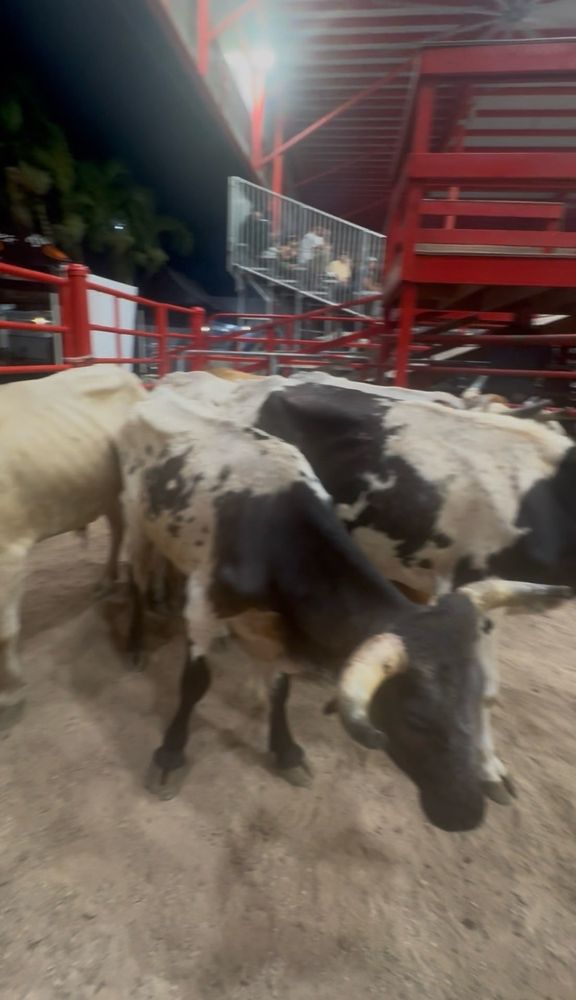 Davie Pro Rodeo