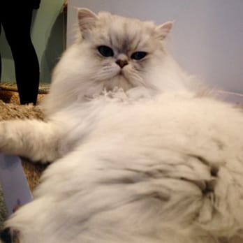Maison de Moggy - Paint me like one of your french girls... - Cafes Near Me - Edinburgh, EDH Maison de Moggy - Paint me like one of your french girls... - Cafes Near Me - Edinburgh, EDH