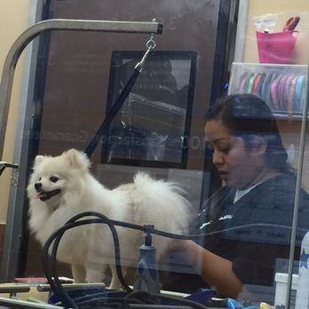 PetSmart - almost ready - Pet Groomers Near Me - Mililani, Hawaii PetSmart - almost ready - Pet Groomers Near Me - Mililani, Hawaii
