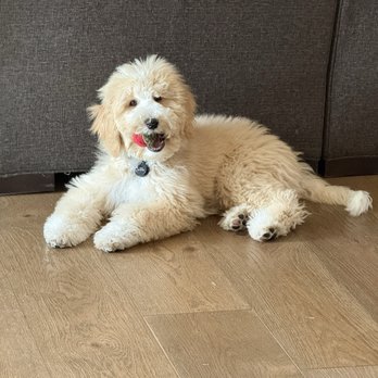 Oasis Bernedoodles - Churro chewing - Pet Breeders Near Me