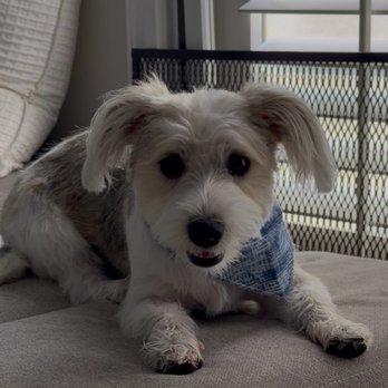 Coat & Collar Grooming - Siara groomed our pup she did a great job and was so patient with her. - Pet Groomers Near Me Coat & Collar Grooming - Siara groomed our pup she did a great job and was so patient with her. - Pet Groomers Near Me