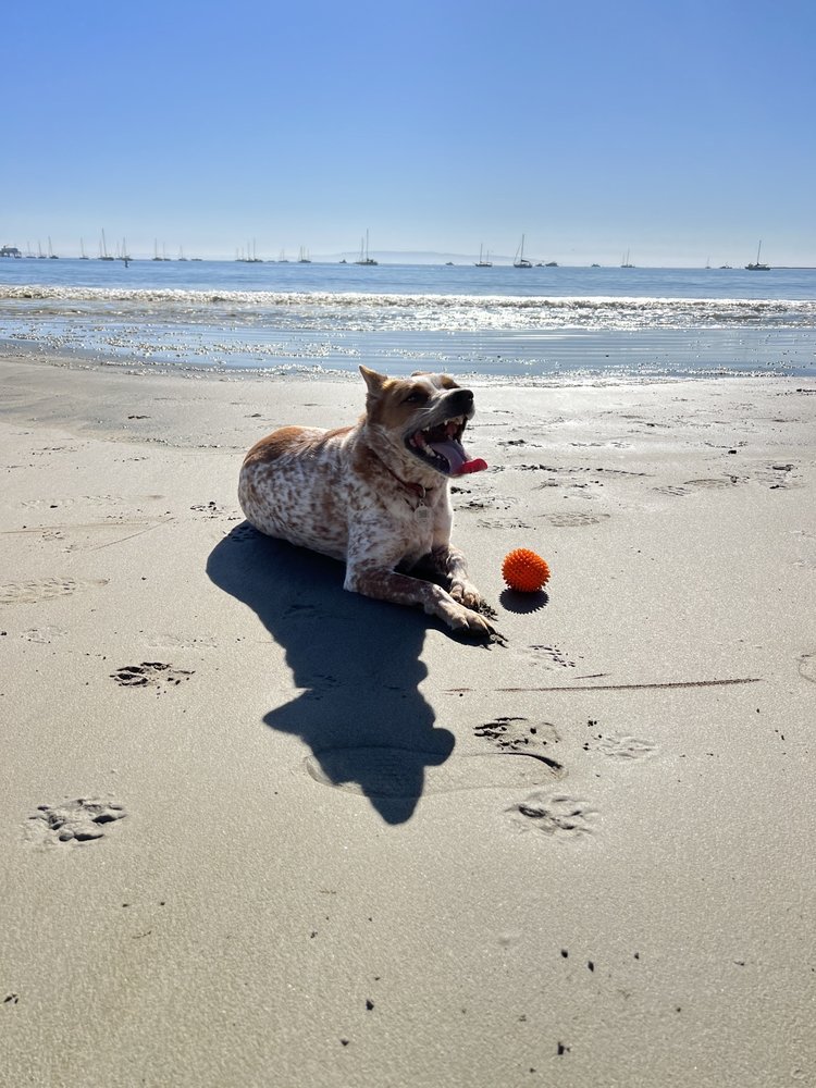 FISHERMAN’S BEACH DOG BEACH Updated May 2024 54 Photos & 21