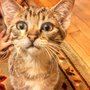 Photo of Karen 4 Your Pets