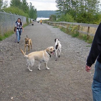 Magnuson Park Off-Leash Area - Hank and Boomer headed for the water! - Dog Parks Near Me - Seattle, Washington