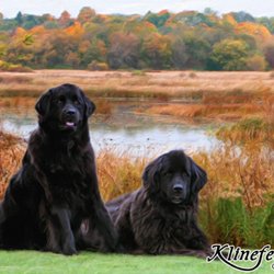 Klinefelters's Gallery