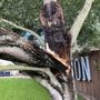 Photo of Hunter's Tree Service