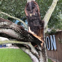 Hunter's Tree Service