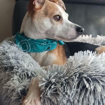 Stay & Play Pet Getaway - Bandana given to dog after getting bath. - Pet Sitting Near Me - Hernando, Florida Stay & Play Pet Getaway - Bandana given to dog after getting bath. - Pet Sitting Near Me - Hernando, Florida