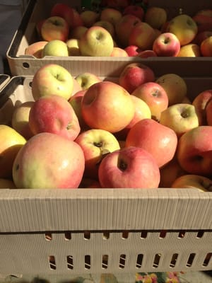 Santa Clara Farmers Market by null