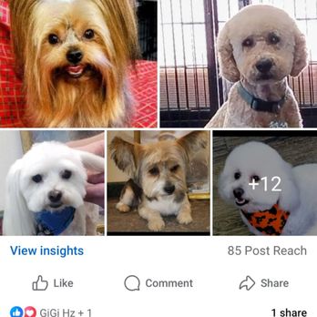 The Paw Spa - Pet Groomers Near Me - Amarillo, Texas The Paw Spa - Pet Groomers Near Me - Amarillo, Texas