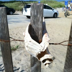 Forest Beach - Shell on forest beach