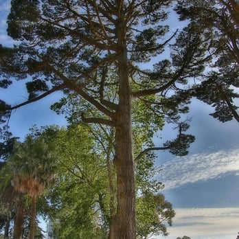 Lafayette Park - Majestic pine trees make this a scenic park. - Dog Parks Near Me - San Francisco, California Lafayette Park - Majestic pine trees make this a scenic park. - Dog Parks Near Me - San Francisco, California