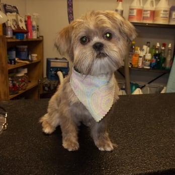 A Doggie in the Window Grooming - Otis Shih Tzu - Pet Groomers Near Me - Clinton, Iowa A Doggie in the Window Grooming - Otis Shih Tzu - Pet Groomers Near Me - Clinton, Iowa