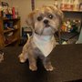 Photo of A Doggie in the Window Grooming
