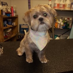 A Doggie in the Window Grooming - Otis Shih Tzu