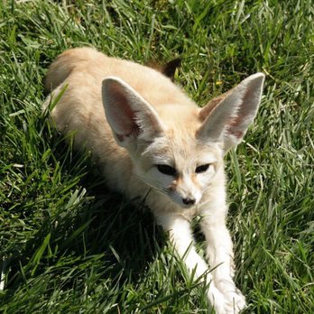 Classroom Safari - Fennec Fox - Party & Event Planning Near Me Classroom Safari - Fennec Fox - Party & Event Planning Near Me