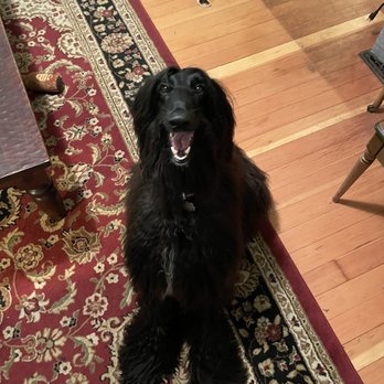 Dog Adventures Northwest - Pet Sitting Near Me Dog Adventures Northwest - Pet Sitting Near Me