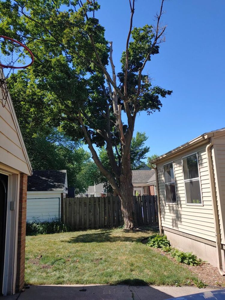 J’s Tree Service - tree service in Grand Rapids, MI