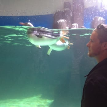 Melbourne Aquarium - Penguin swimming tank - Zoos Near Me - Melbourne, VIC