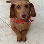 Photo of Alma Canina Grooming