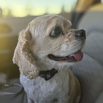 PetSmart - Pet Groomers Near Me - Rogers, Arkansas PetSmart - Pet Groomers Near Me - Rogers, Arkansas