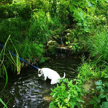 The Priory Park - My dog being silly in the sensory garden during summer - Parks Near Me - Malvern, WOR