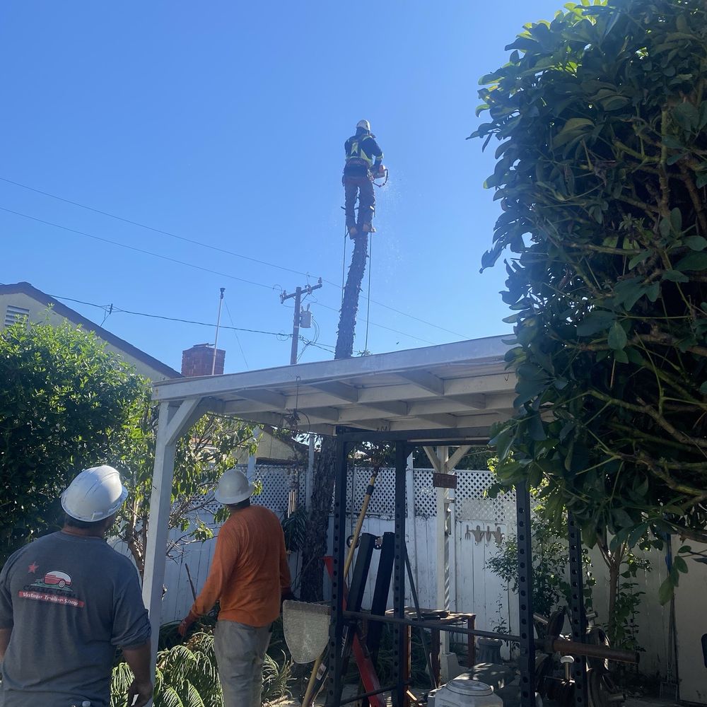 GW Tree Service - All branches gone and working down in it. - Tree Services Near Me - Whittier, California GW Tree Service - All branches gone and working down in it. - Tree Services Near Me - Whittier, California