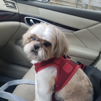 Fur Bar - Pet Groomers Near Me - Toronto, Ontario