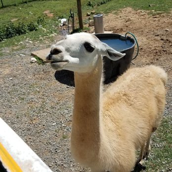 Nova Wild - Petting Zoos Near Me - Vienna, Virginia