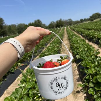 Granny Mays Strawberry Farm - Strawberry Fields (Adult Bucket) - Pick Your Own Farms Near Me - Granite Bay, California Granny Mays Strawberry Farm - Strawberry Fields (Adult Bucket) - Pick Your Own Farms Near Me - Granite Bay, California