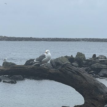 Barview Jetty Campground - Campgrounds Near Me - Rockaway Beach, Oregon Barview Jetty Campground - Campgrounds Near Me - Rockaway Beach, Oregon
