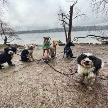 Healthy Hounds Hiking - Dog Walkers Near Me Healthy Hounds Hiking - Dog Walkers Near Me