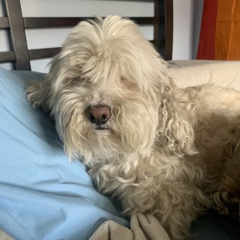 Splish Splash Wags - My baby's before the grooming! Too many knots - Pet Groomers Near Me - Long Beach, California