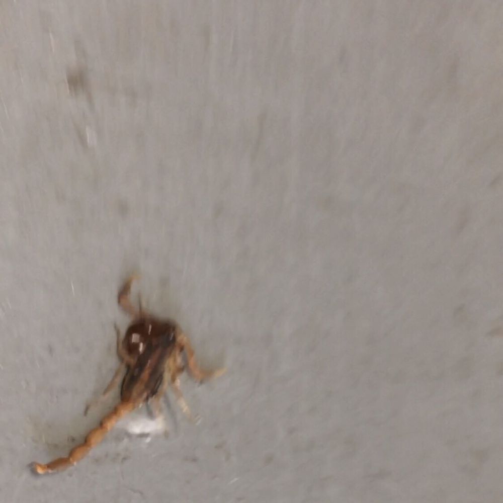 Extra Space Storage - A Scorpion I killed that scrolled out of the unit into the hallway! - Self Storage Near Me - Coppell, Texas