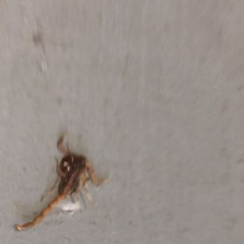 Extra Space Storage - A Scorpion I killed that scrolled out of the unit into the hallway! - Self Storage Near Me - Coppell, Texas