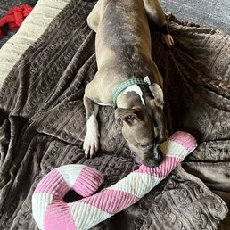 Meet our new family member Chanel formerly named Chevelle. She is the sweetest most loving dog we discovered at Milo online. Meet our new family member Chanel formerly named Chevelle. She is the sweetest most loving dog we discovered at Milo online.