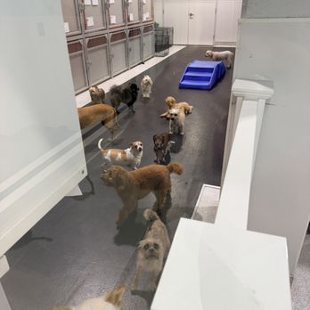 Colbys Dogcare & Spa - Pet Training Near Me - Washington, DC, District of Columbia