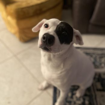 Pawsitive Pet Care - Sweet Queen. - Pet Sitting Near Me Pawsitive Pet Care - Sweet Queen. - Pet Sitting Near Me