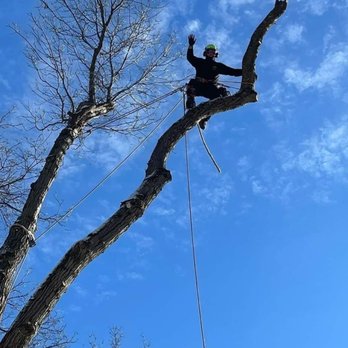 Alan's Tree Service - Alan's Tree Service
908 884 8260 - Tree Services Near Me - Bridgewater, New Jersey Alan's Tree Service - Alan's Tree Service
908 884 8260 - Tree Services Near Me - Bridgewater, New Jersey