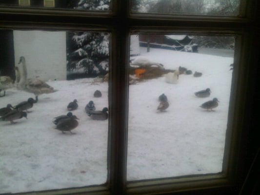 The Globe Inn by null