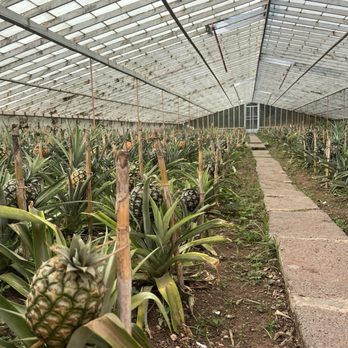 Arruda Pineapple Plantation - Pineapples! - Fruits & Veggies Near Me - Ponta Delgada, 20