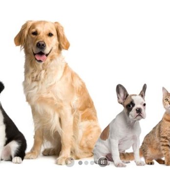 Ocala Veterinary Hospital - Veterinarians Near Me - Ocala, Florida Ocala Veterinary Hospital - Veterinarians Near Me - Ocala, Florida