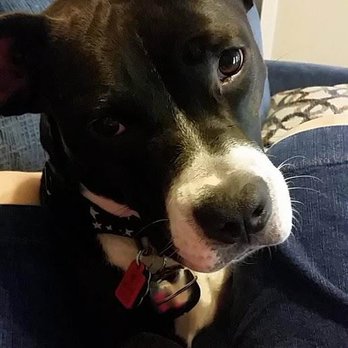 Zaxbys - Zelda loves Zaxby's. - Chicken Wings Near Me - Aiken, South Carolina