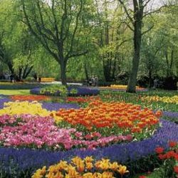 Kihei Gardens & Landscaping Company - Kihei Gardens & Landscaping Company