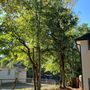 United Tree Pro Service
