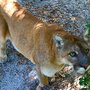Photo of Wildlife Survival Sanctuary