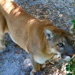 Wildlife Survival Sanctuary - Conan