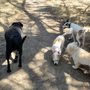 Photo of Wagging Walks