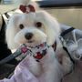 Fantastic Pawz Professional Dog Groomers